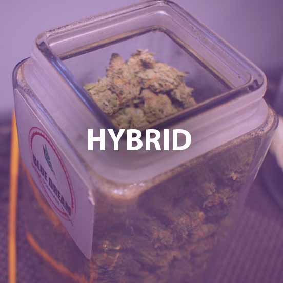 hybrid-info-denver-dispensary